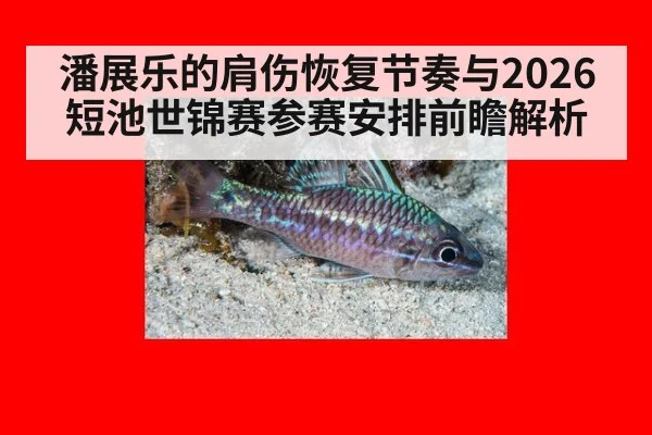 潘展乐的肩伤恢复节奏与2026短池世锦赛参赛安排前瞻解析